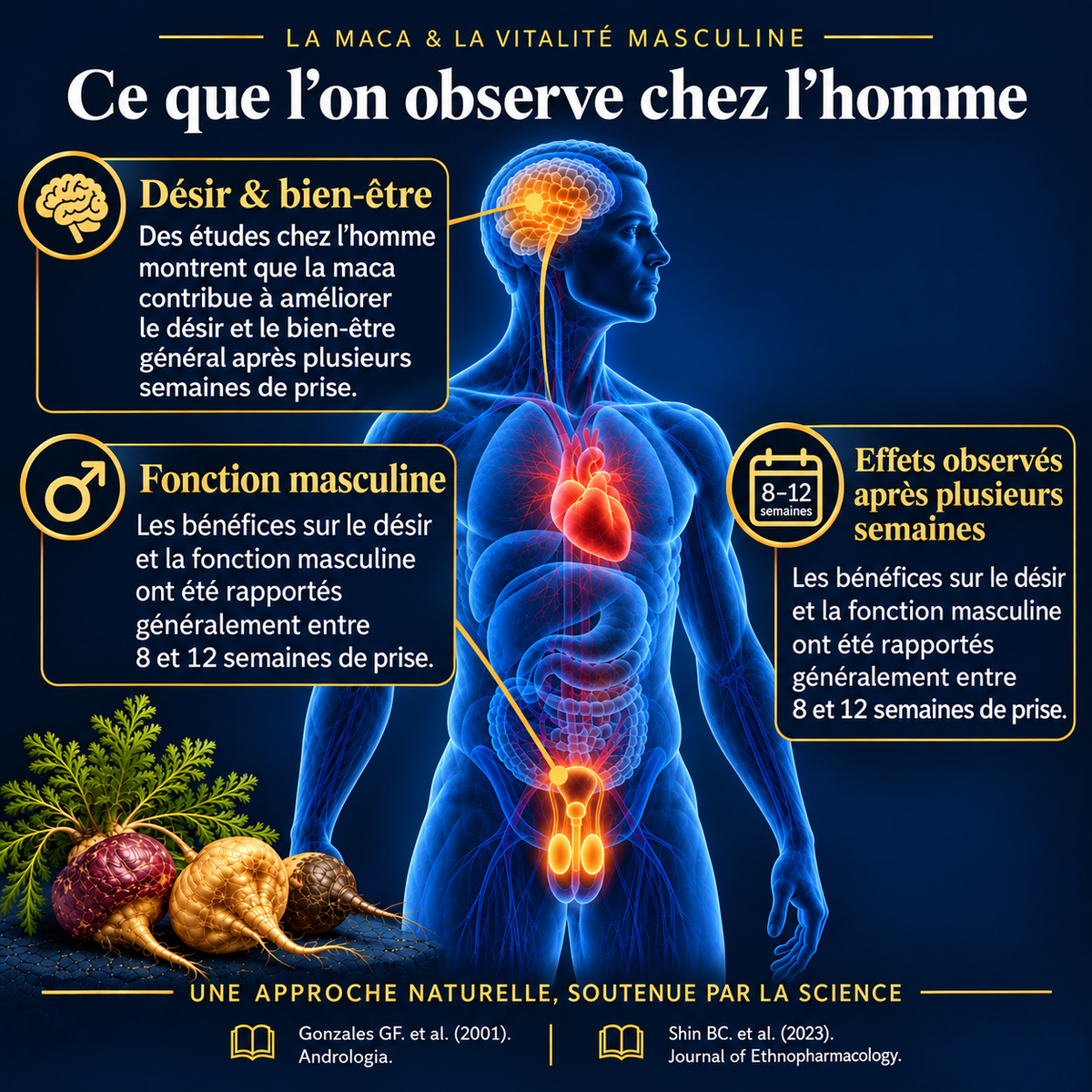 Illustration anatomique sur la maca et la vitalité masculine