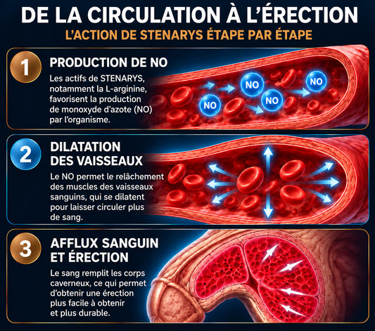 Compléments alimentaires pour la vigueur masculine