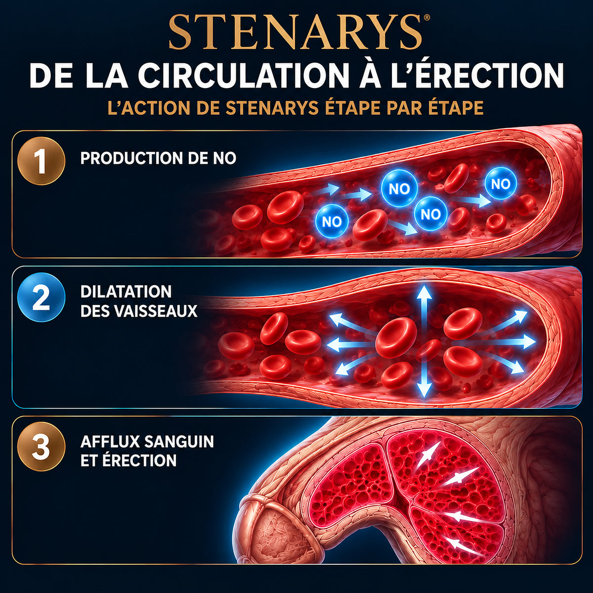 STENARYS — De la circulation à l'érection